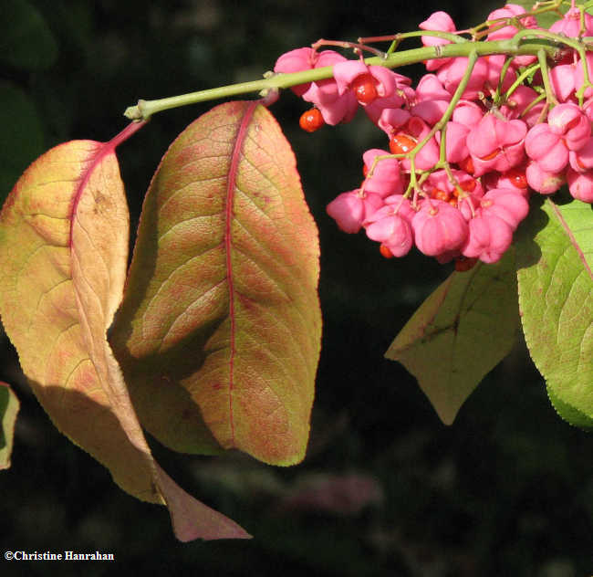 Euonymus