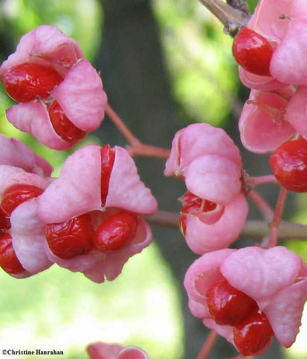 Euonymus seedpods-closeup view