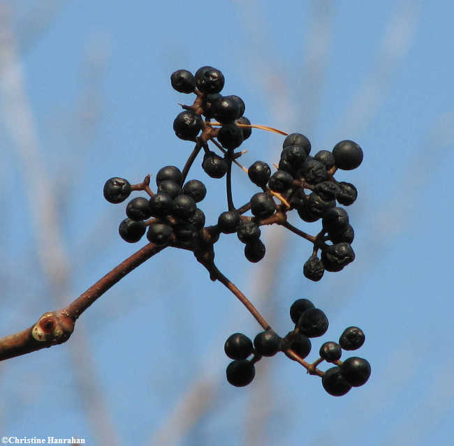 Amur corktree fruit
