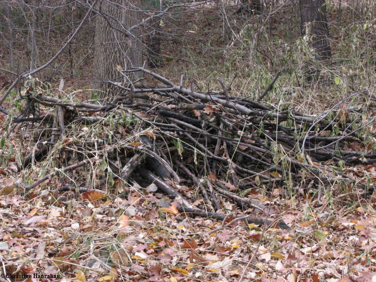Brushpile