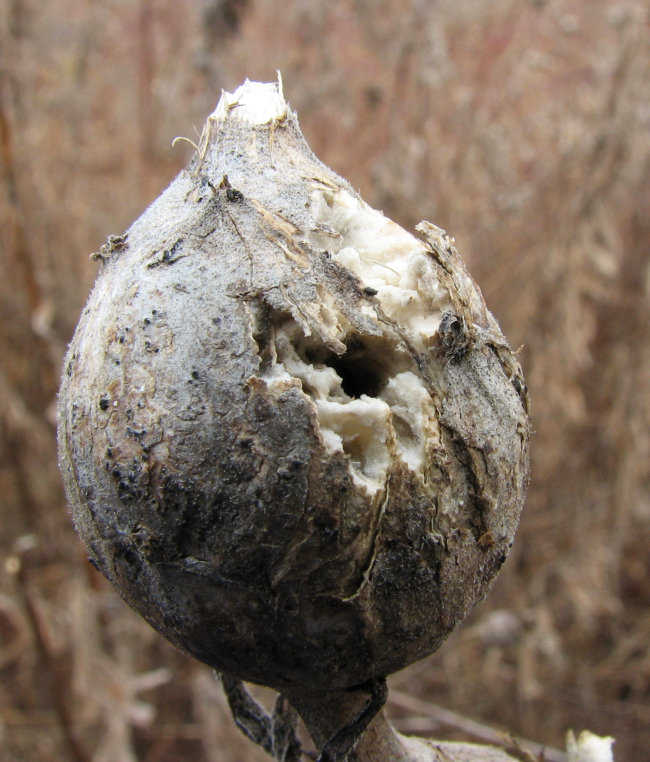 Goldenrod gall