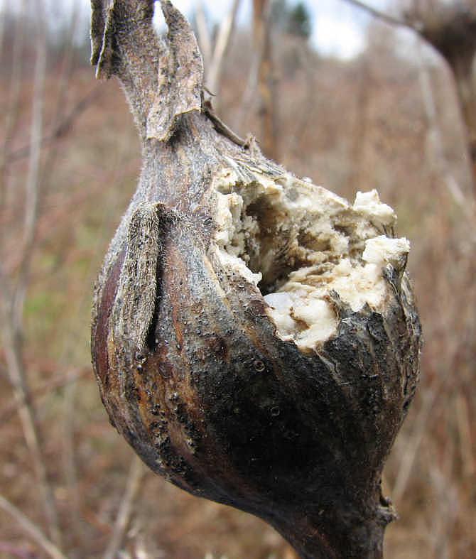 Goldenrod gall