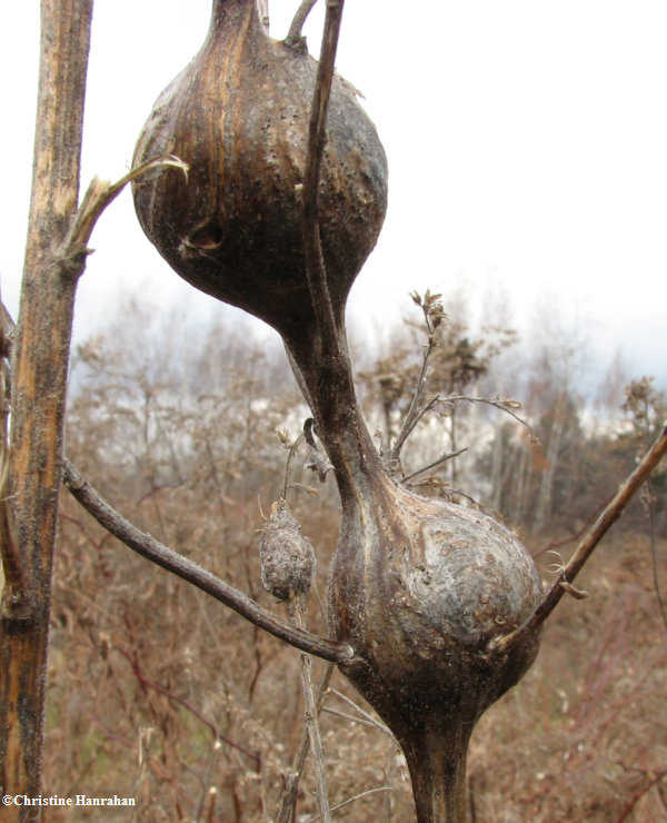 Goldenrod galls