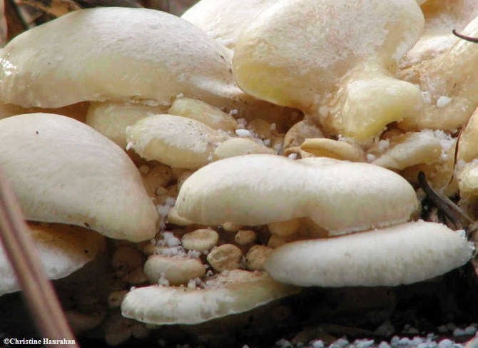 Oyster mushrooms