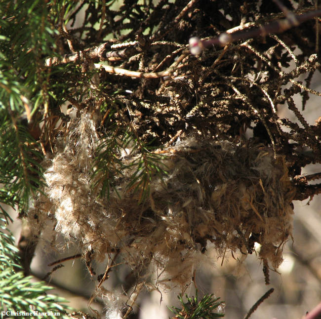 Witches broom nest