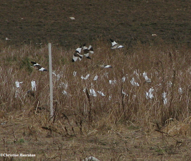 Snow bunting