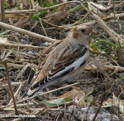 Snow bunting