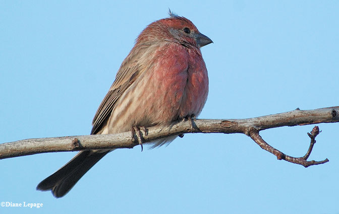 House finch