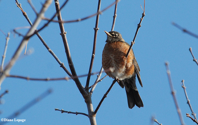 Robin