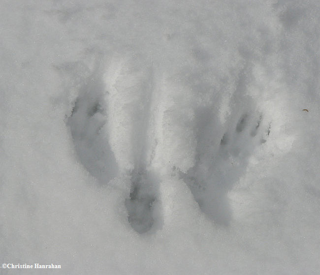 Red squirrel tracks