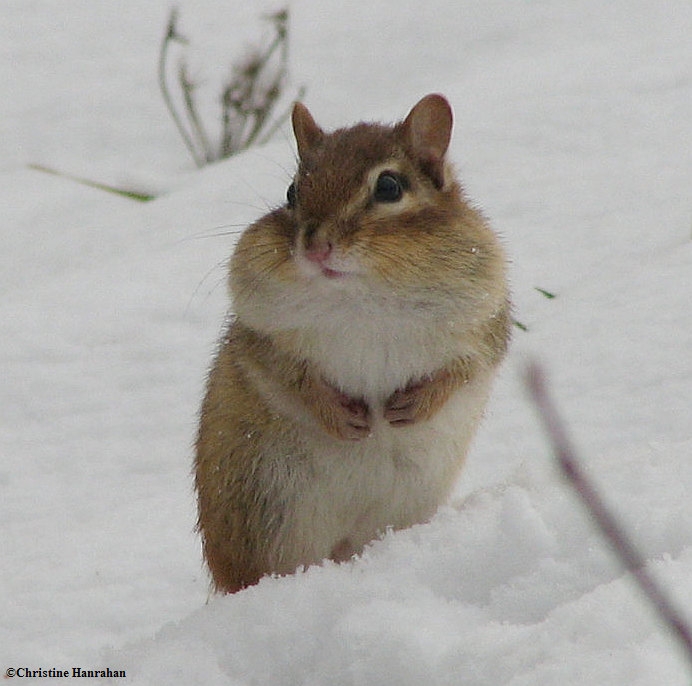 Chipmunk in the snow