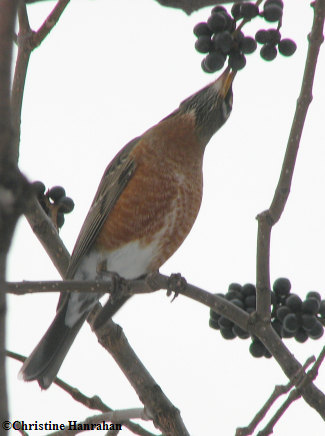 Robin in corktree