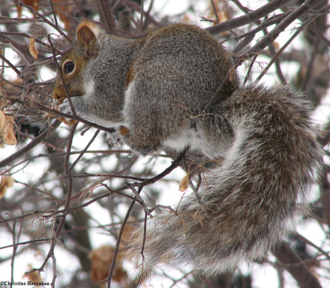 Grey squirrel in hoptree