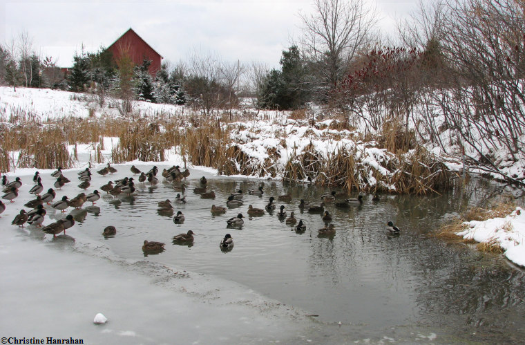 Duck pond