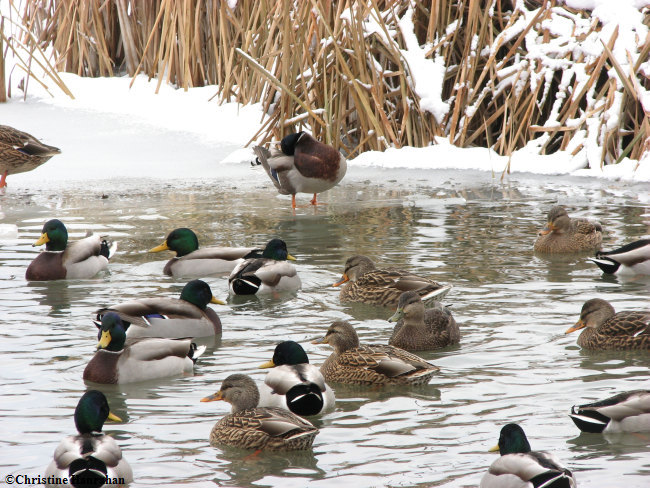 Mallards