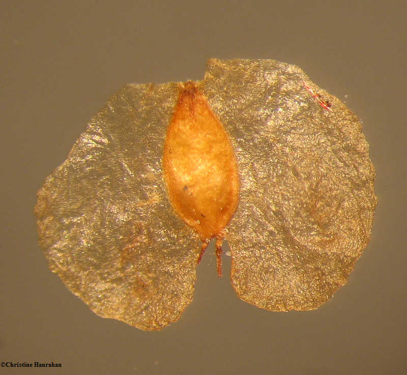 Birch (Betula) seed