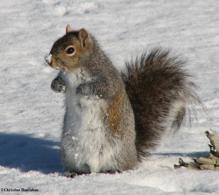 Grey squirrel