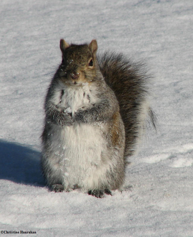 Grey squirrel