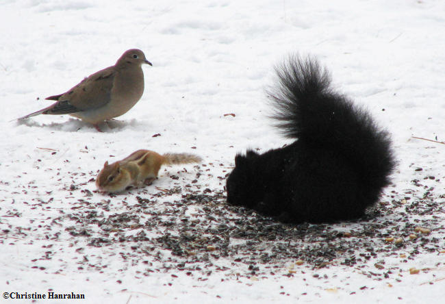 Winter feeding