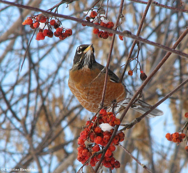 American robin in mountain ash