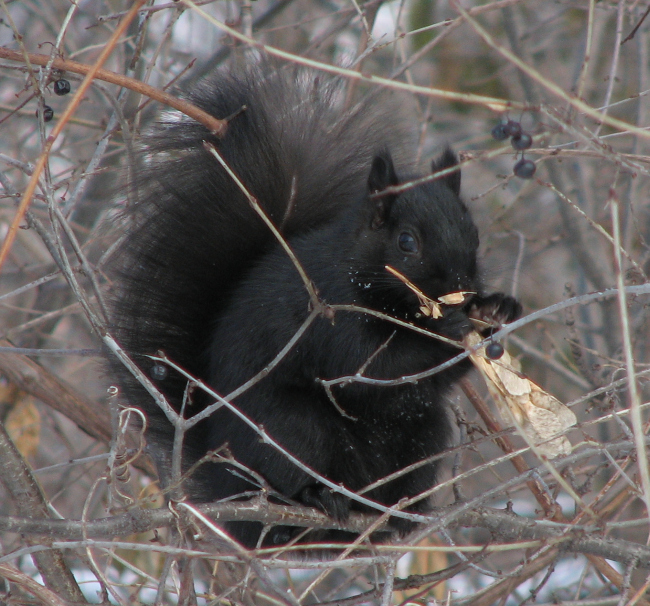 Black squirrel eating Manitoba maple seeds