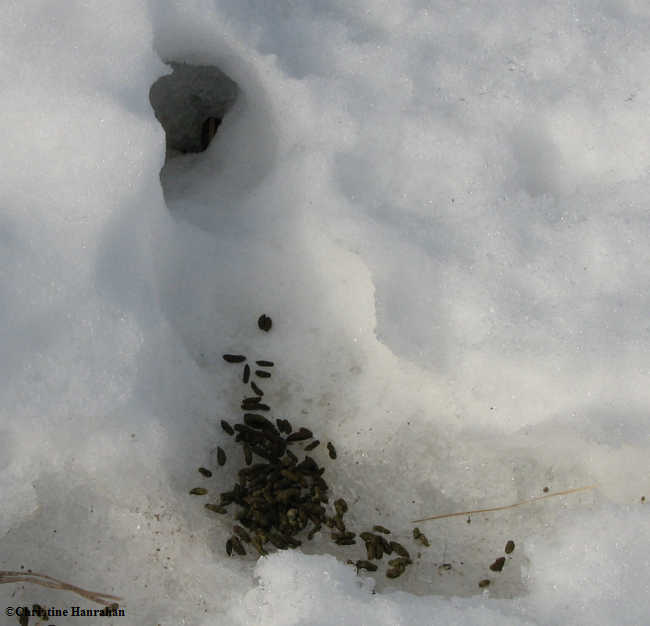 Vole scat and tunnel