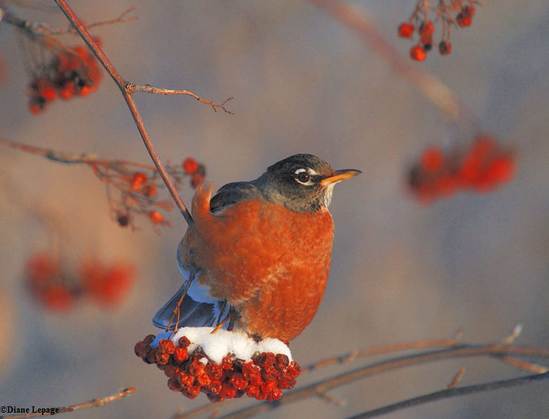 American robin