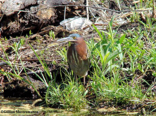 Green heron