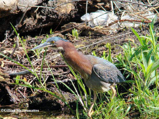 Green heron