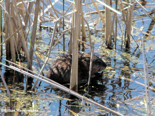 Muskrat