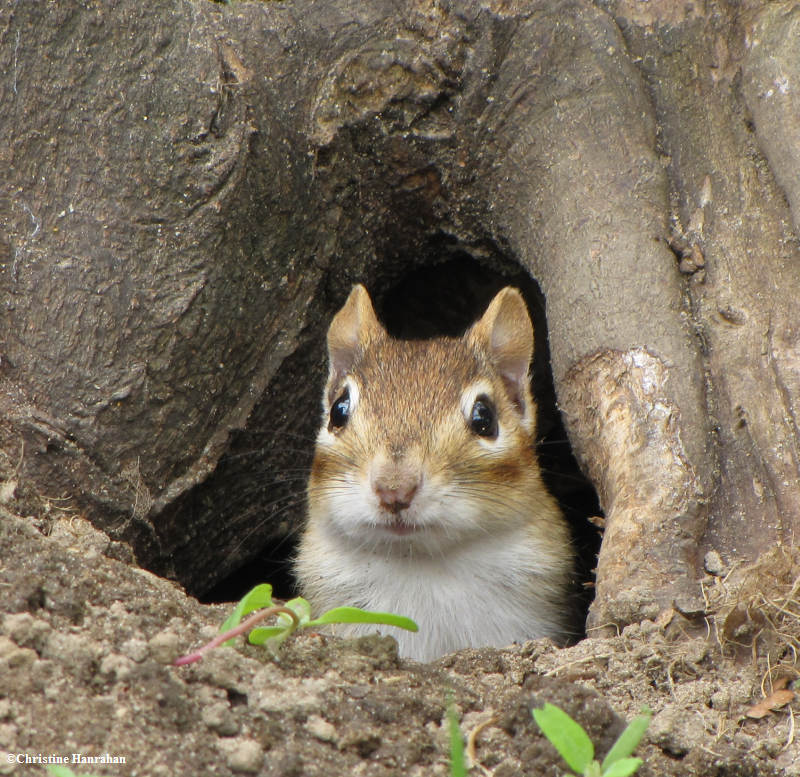 Chipmunk