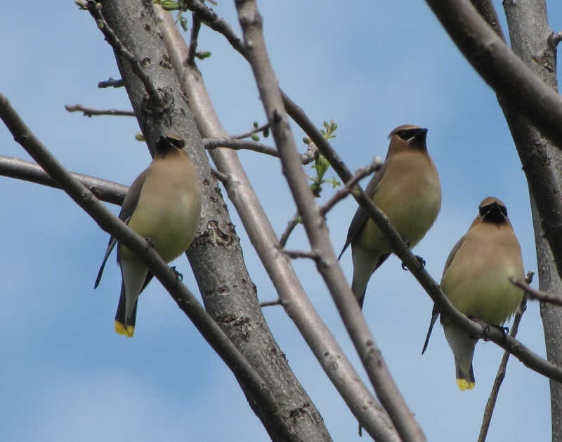 Cedar waxwings