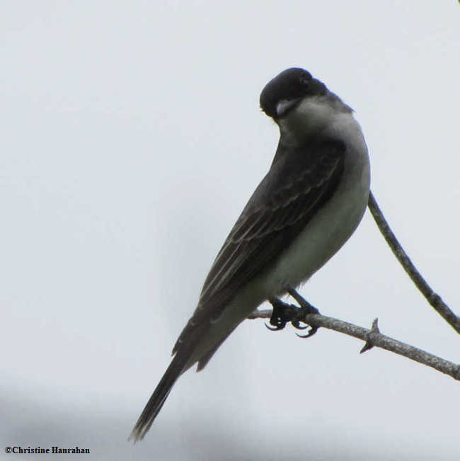 Eastern kingbird