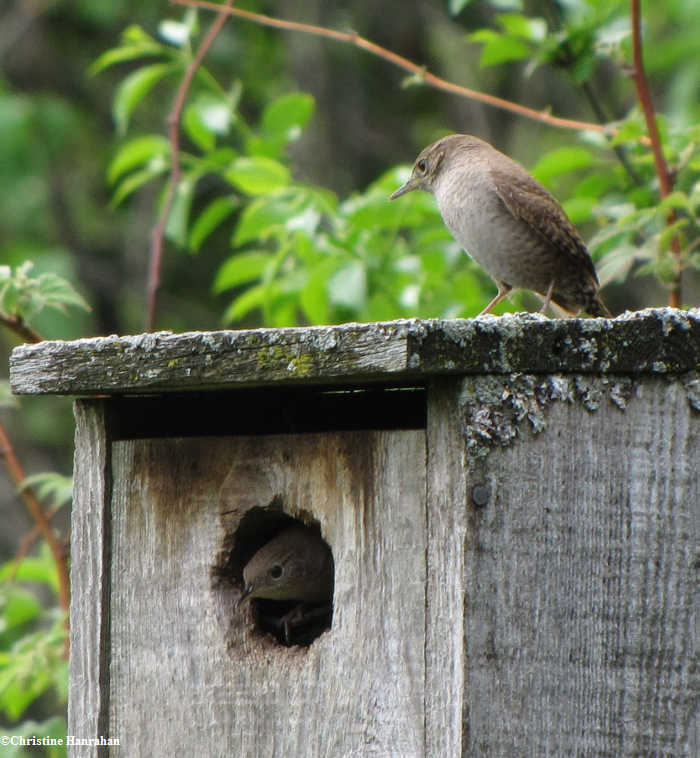 House wren pair