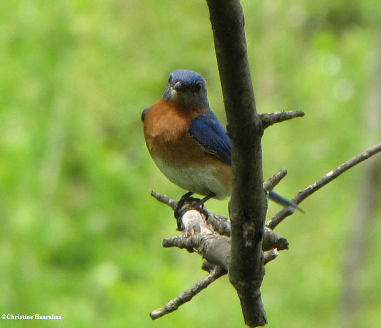 Eastern bluebird, male