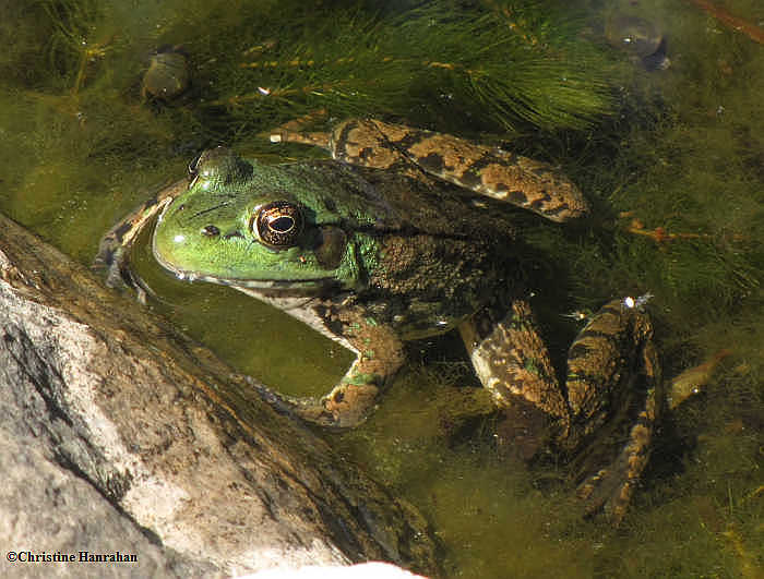 Green frog (Rana clamitans)