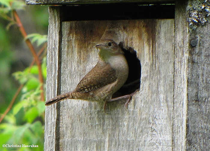 House wren