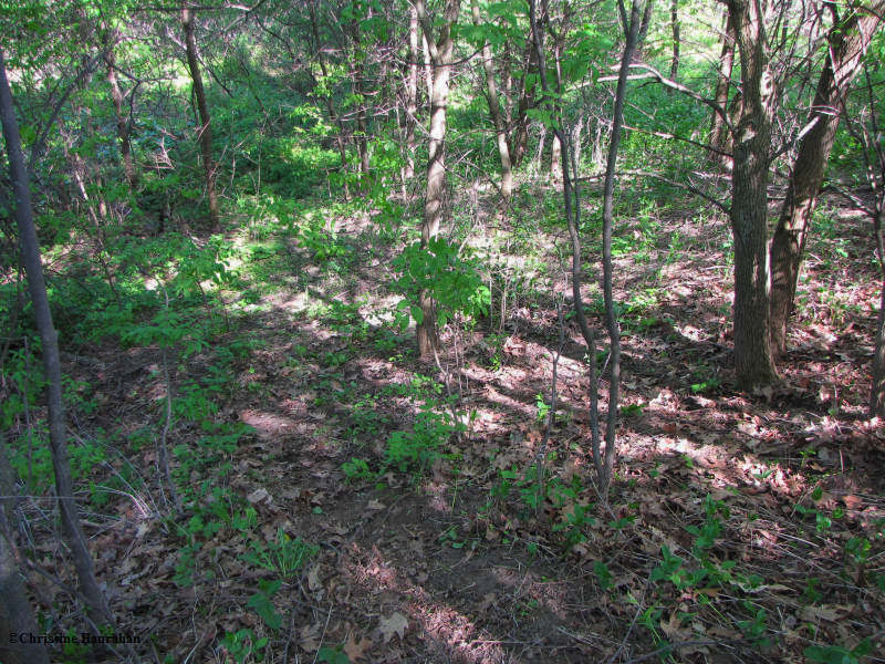 Garlic mustard site