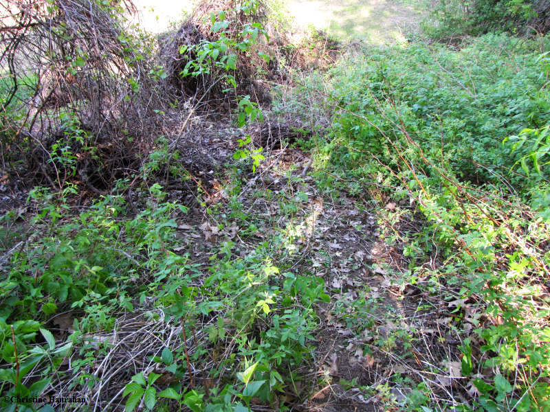 Garlic mustard site
