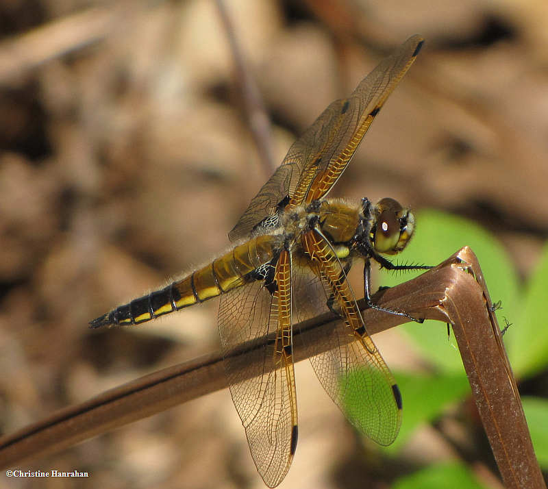 Four-spotted skimmer (Libellula quadrimaculata)