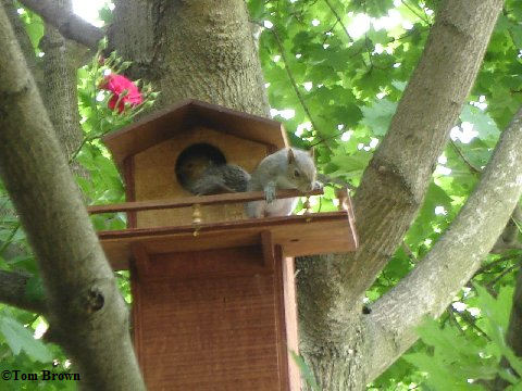 Grey squirrel youngster