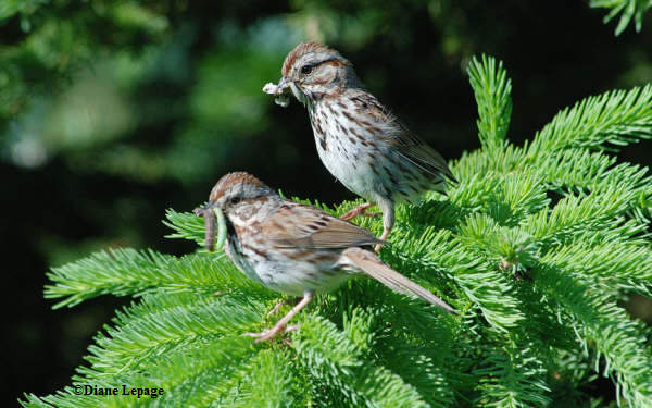 Song sparrows with caterpillars