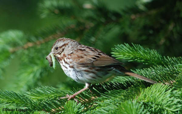 Song sparrow with caterpillars