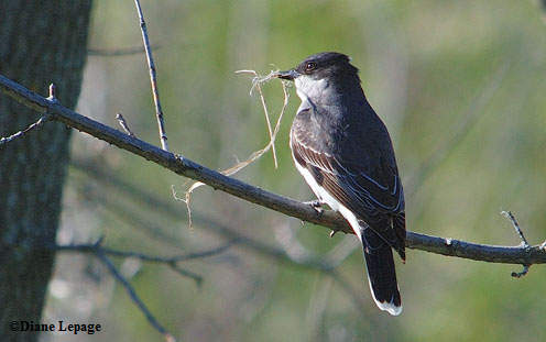 Eastern kingbird with nest material