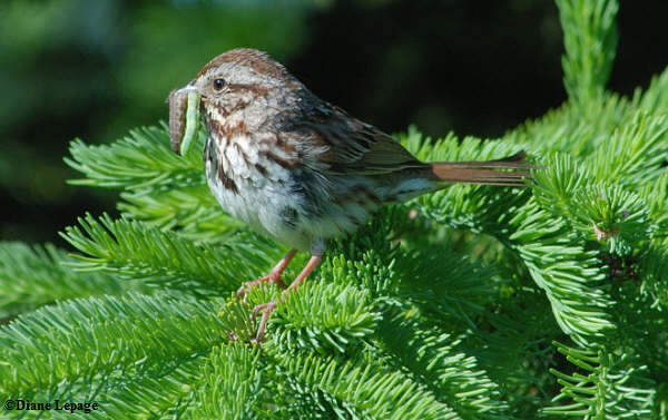 Song sparrow