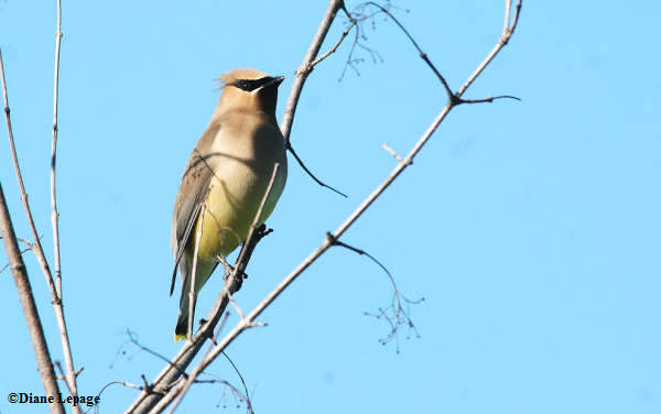 Cedar Waxwing