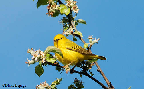 Yellow Warbler