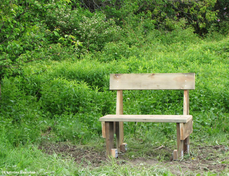 New bench by the Butterfly meadow