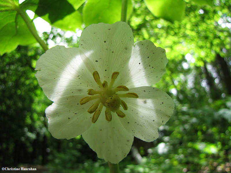 Mayapple (Podyphyllum  peltata</em)