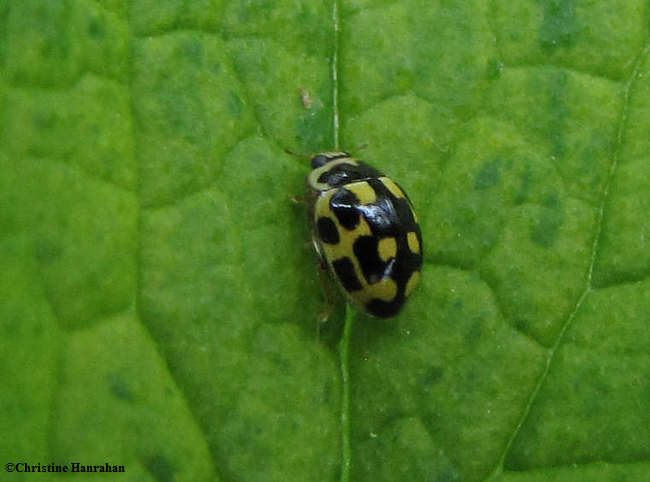 Fourteen-spotted lady beetle(Propylaea quatuordecimpunctata)